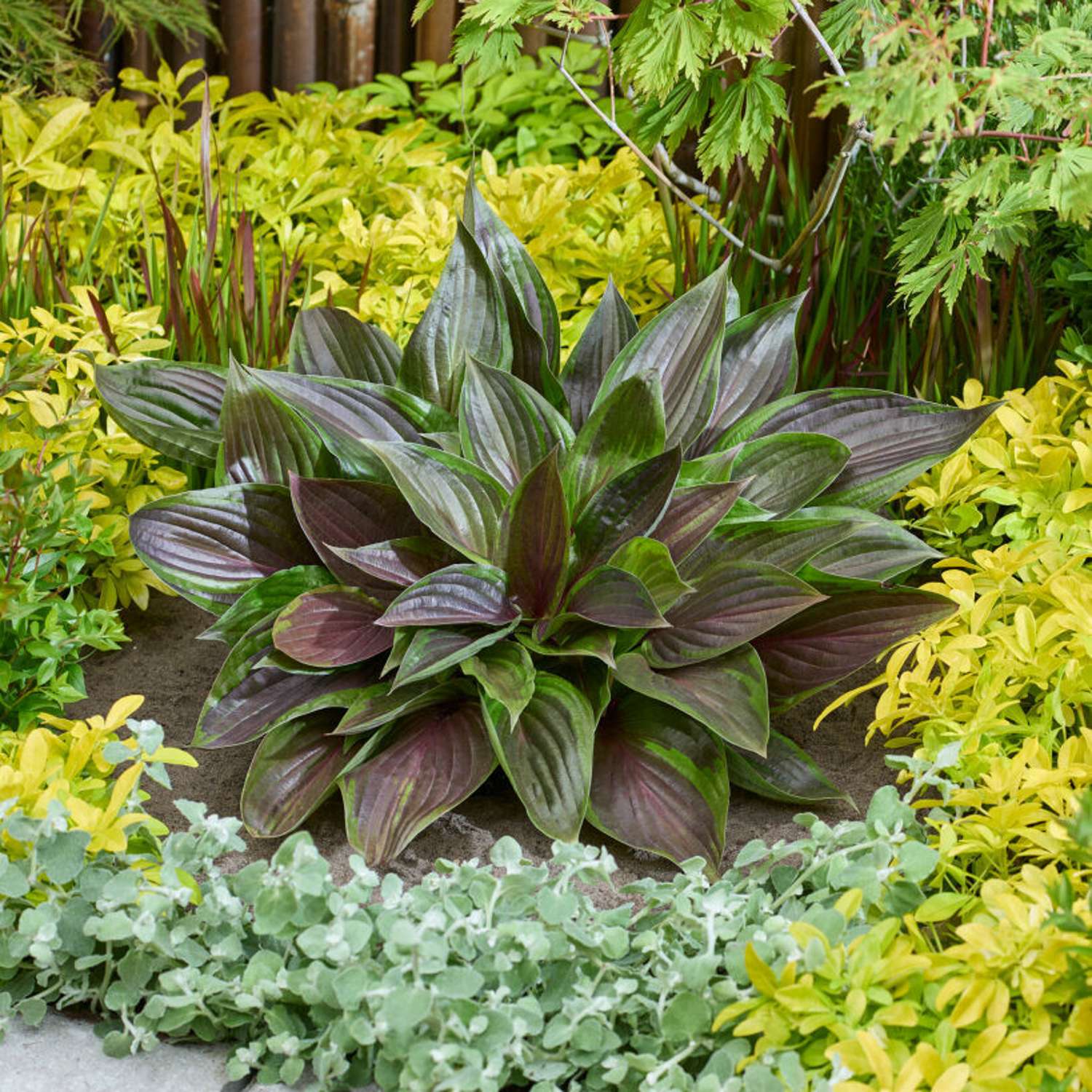 Jalokuunlilja 'Red Ninja' (Hosta)